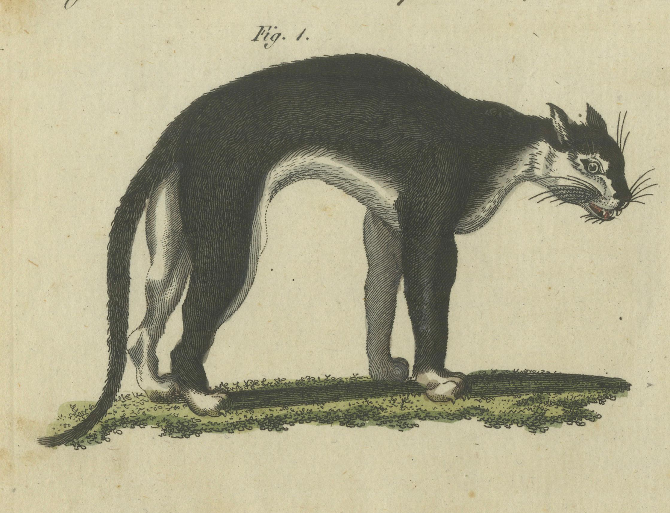 Auffälliger handkolorierter Kupferstich von 1805 mit Wildkatzen und Raubsäugetieren (Papier) im Angebot