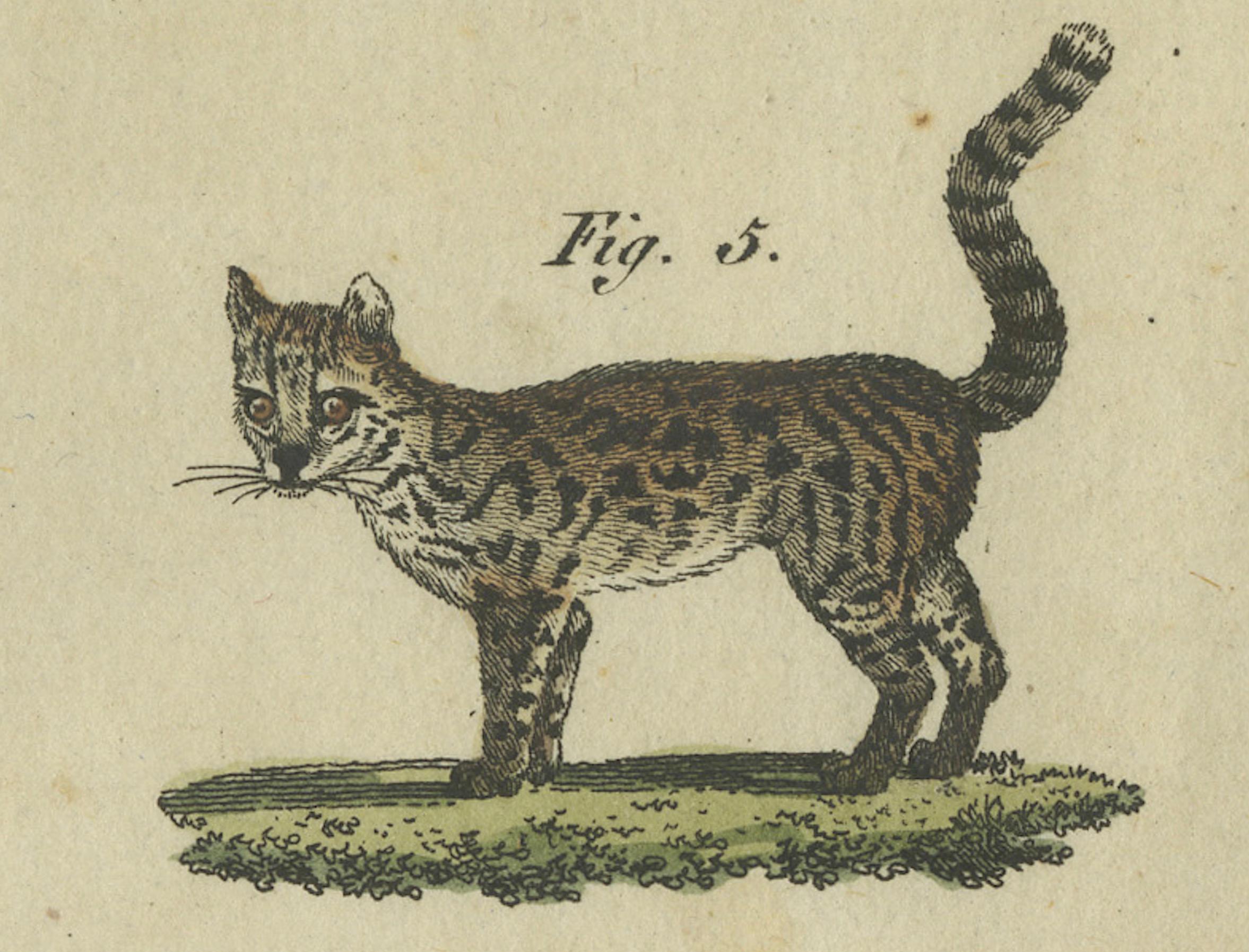 Auffälliger handkolorierter Kupferstich von 1805 mit Wildkatzen und Raubsäugetieren im Angebot 1