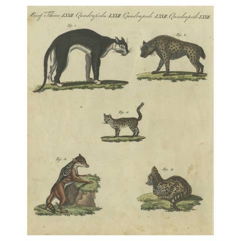 Striking 1805 Hand-Colored Engraving of Wild Cats and Predatory Mammals