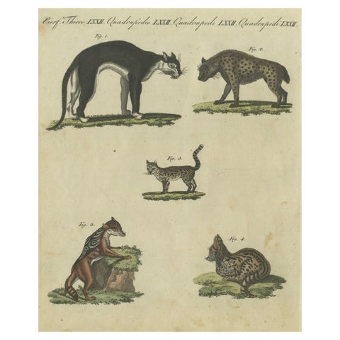 Striking 1805 Hand-Colored Engraving of Wild Cats and Predatory Mammals