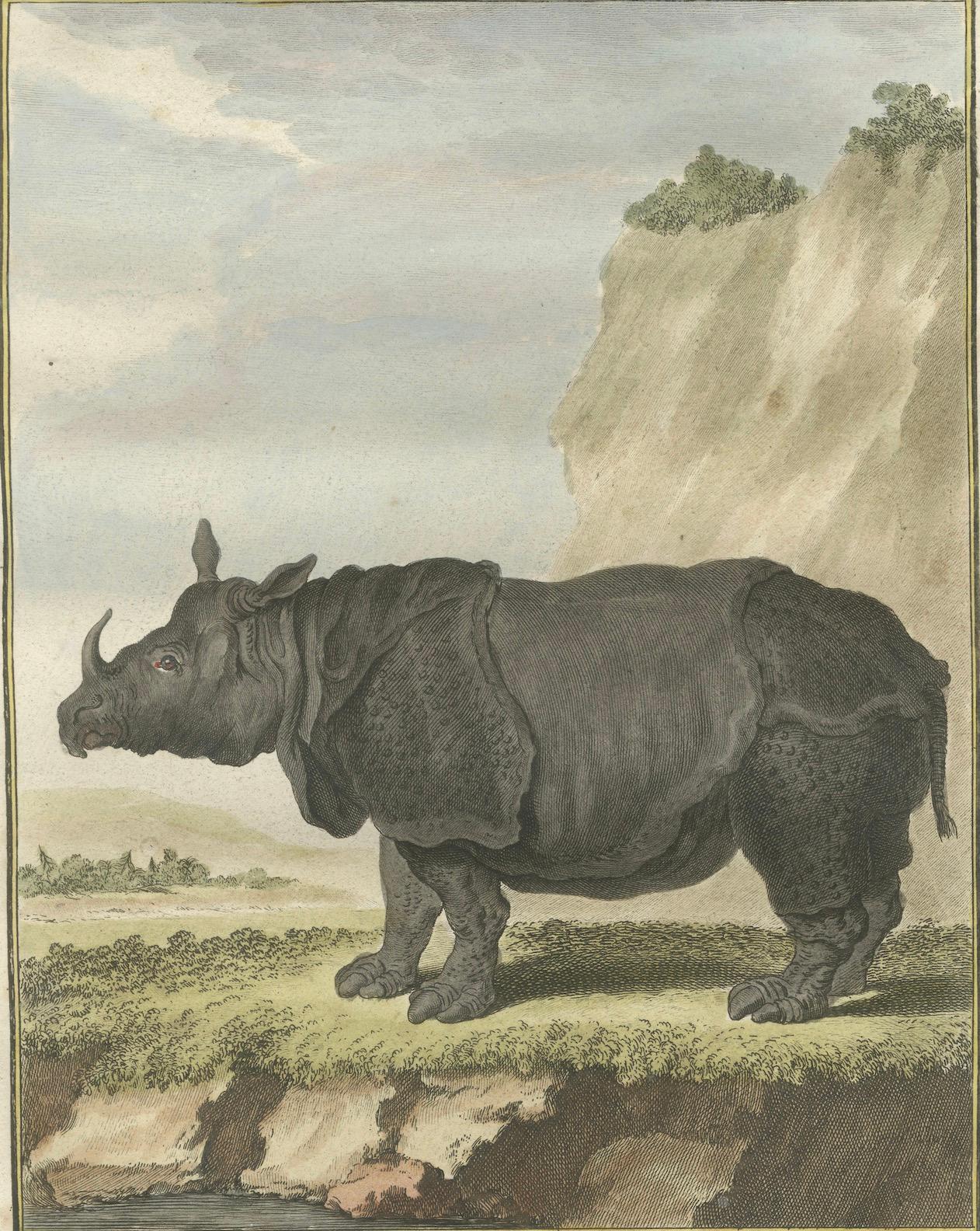 Striking Antique Rhinoceros Engraving, Buffon Hand-Coloured Print Amsterdam 1769