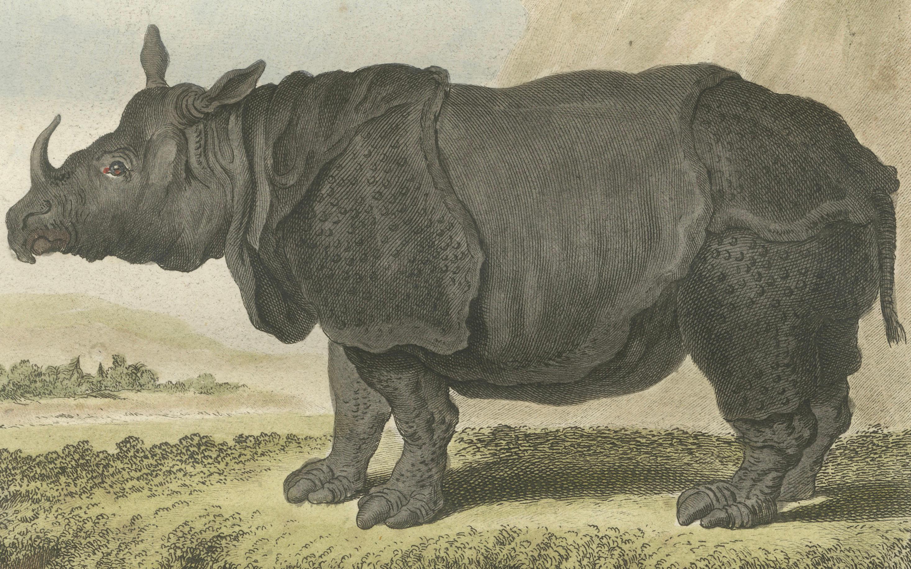 Striking Antique Rhinoceros Engraving, Buffon Hand-Coloured Print Amsterdam 1769