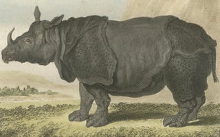 Striking Antique Rhinoceros Engraving, Buffon Hand-Coloured Print Amsterdam 1769, view 5