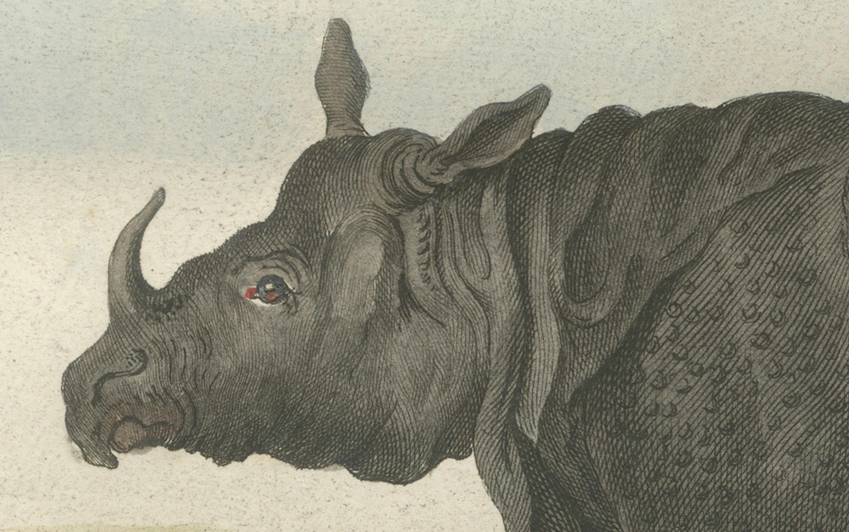 Striking Antique Rhinoceros Engraving, Buffon Hand-Coloured Print Amsterdam 1769