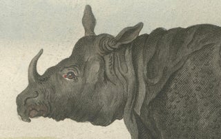 Striking Antique Rhinoceros Engraving, Buffon Hand-Coloured Print Amsterdam 1769, view 6