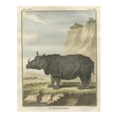 Striking Antique Rhinoceros Engraving, Buffon Hand-Coloured Print Amsterdam 1769