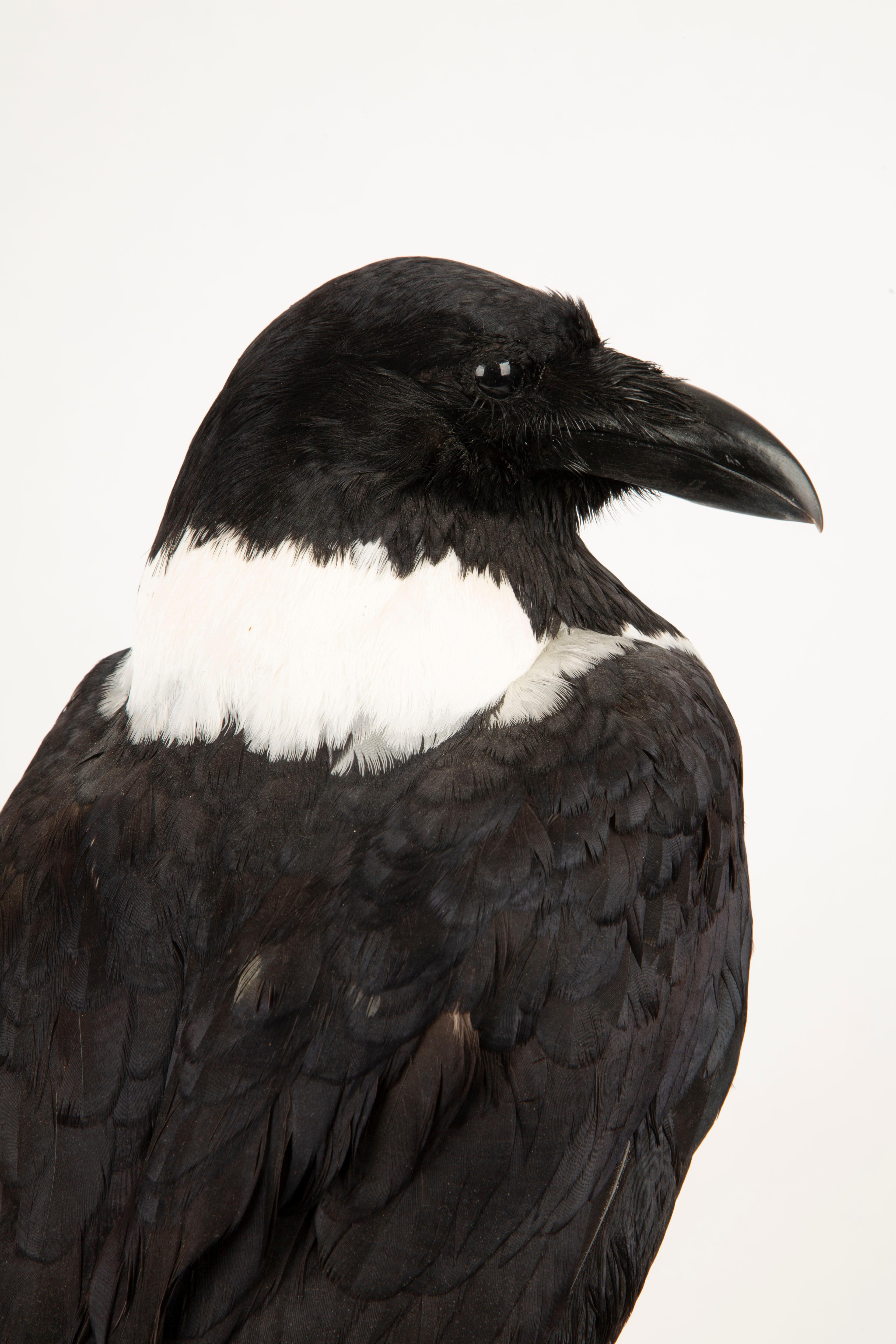 Auffällige Schönheit: montiertes Stück Crow Taxidermie-Meisterwerk im Angebot 3