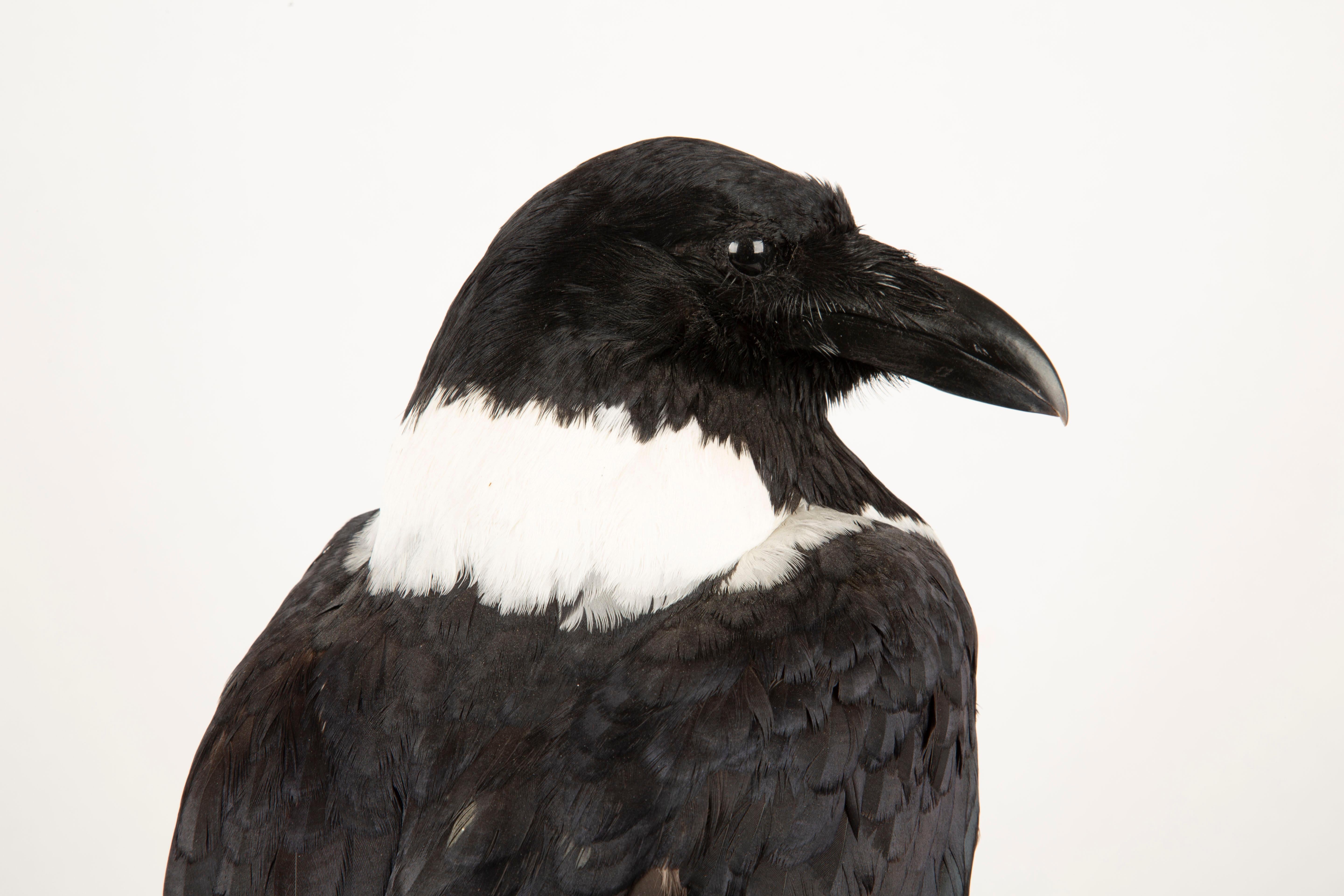 Auffällige Schönheit: montiertes Stück Crow Taxidermie-Meisterwerk im Angebot 4