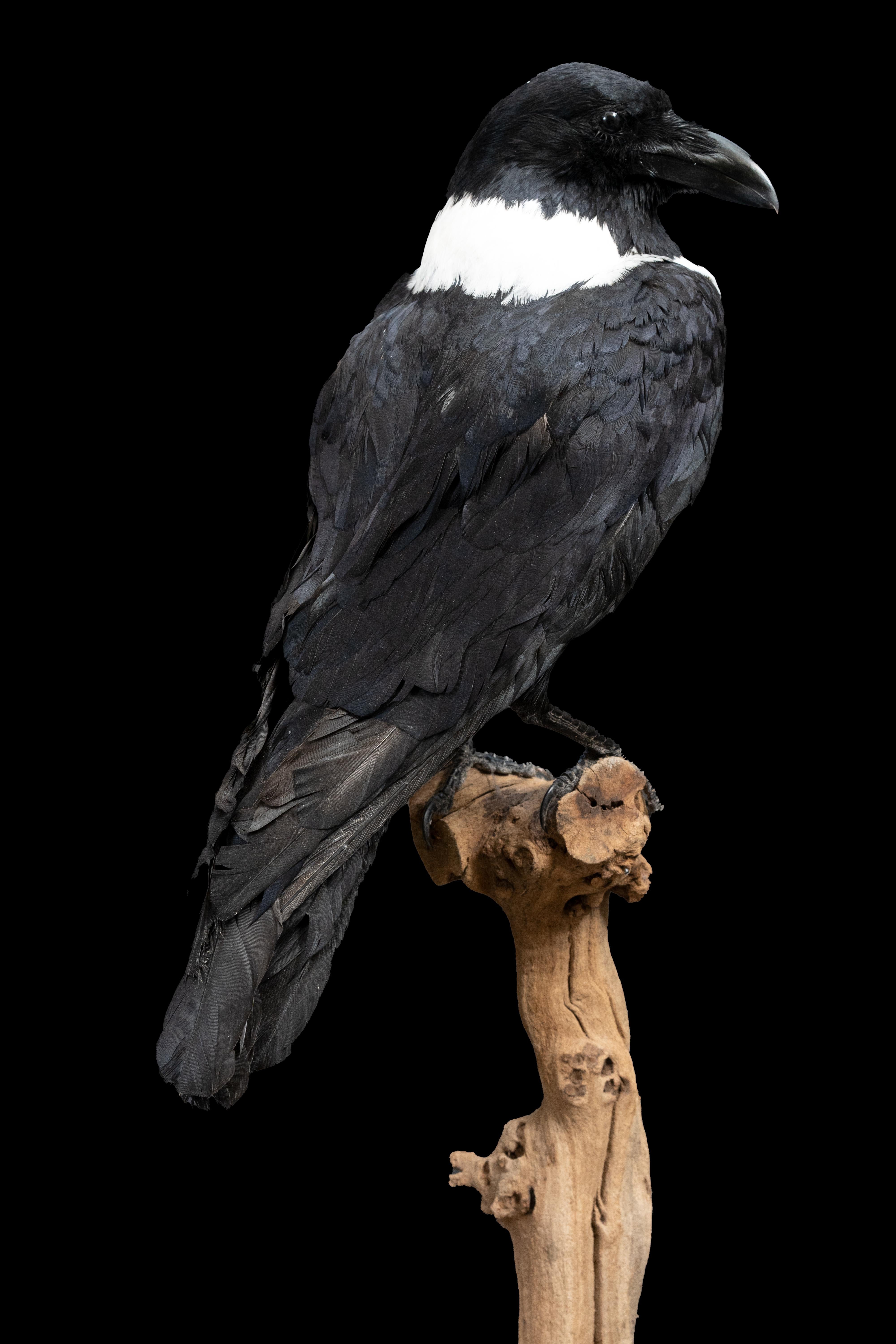 Auffällige Schönheit: montiertes Stück Crow Taxidermie-Meisterwerk (Viktorianisch) im Angebot