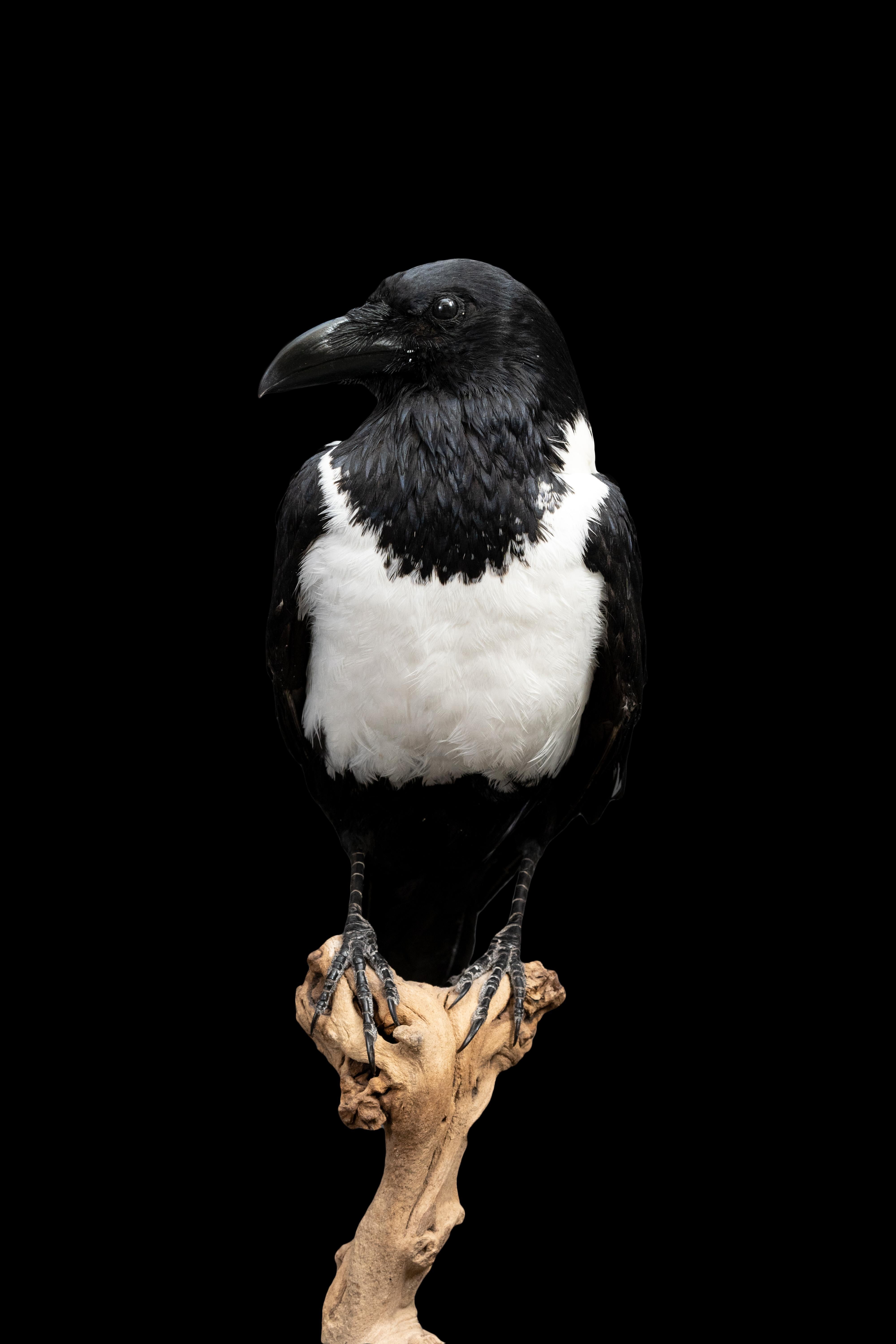 Auffällige Schönheit: montiertes Stück Crow Taxidermie-Meisterwerk (Afrikanisch) im Angebot