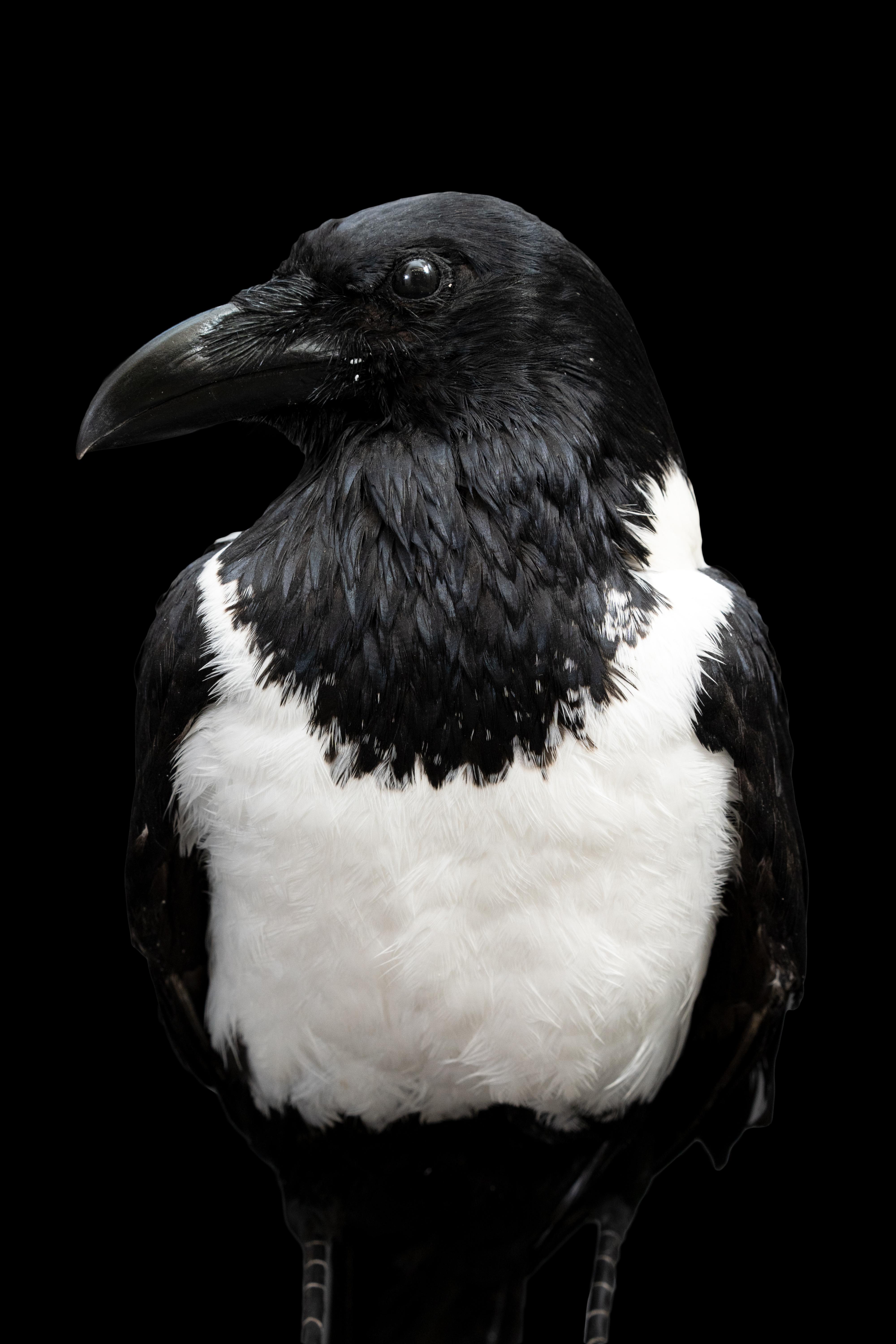Auffällige Schönheit: montiertes Stück Crow Taxidermie-Meisterwerk im Zustand „Neu“ im Angebot in New York, NY