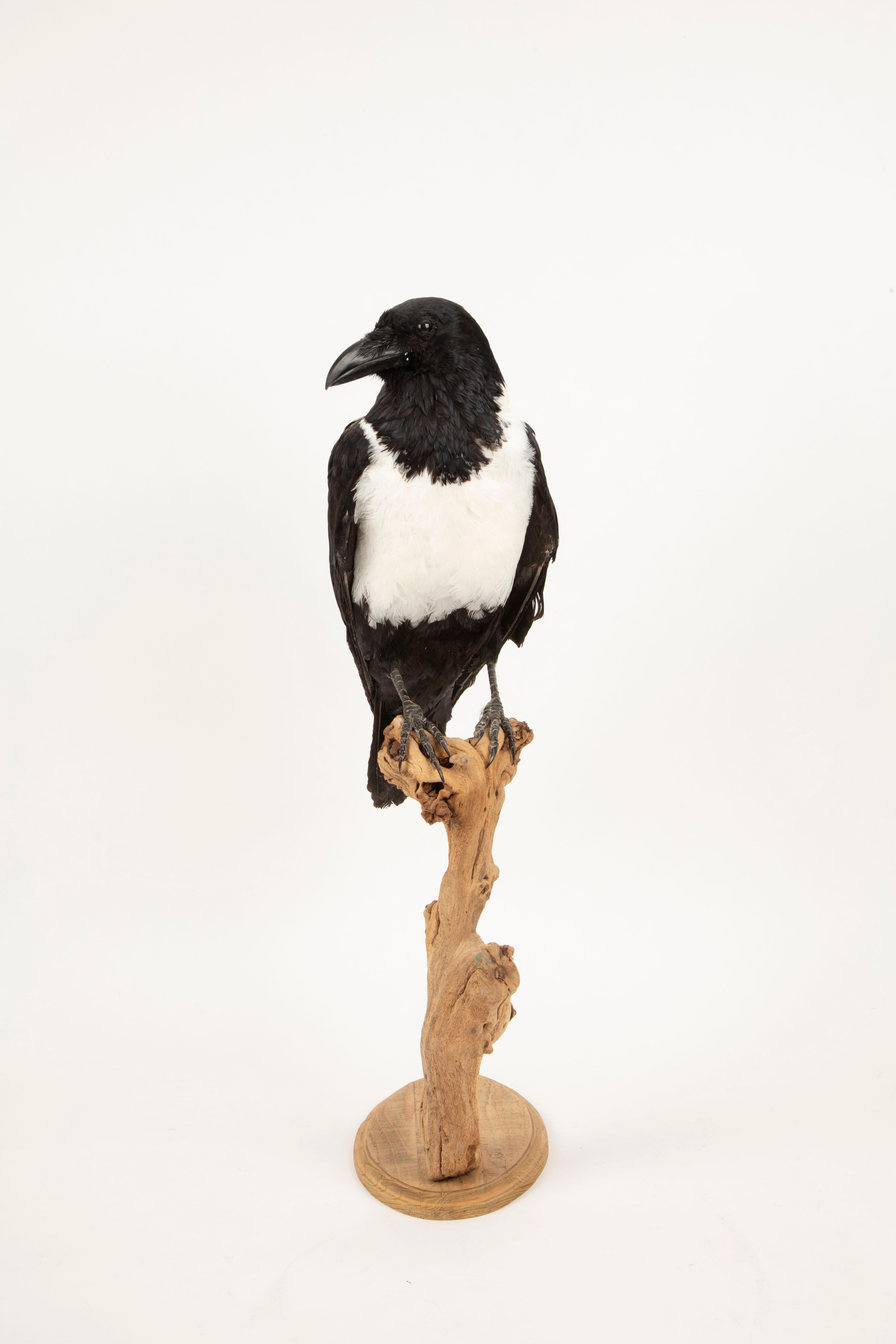 Auffällige Schönheit: montiertes Stück Crow Taxidermie-Meisterwerk (21. Jahrhundert und zeitgenössisch) im Angebot