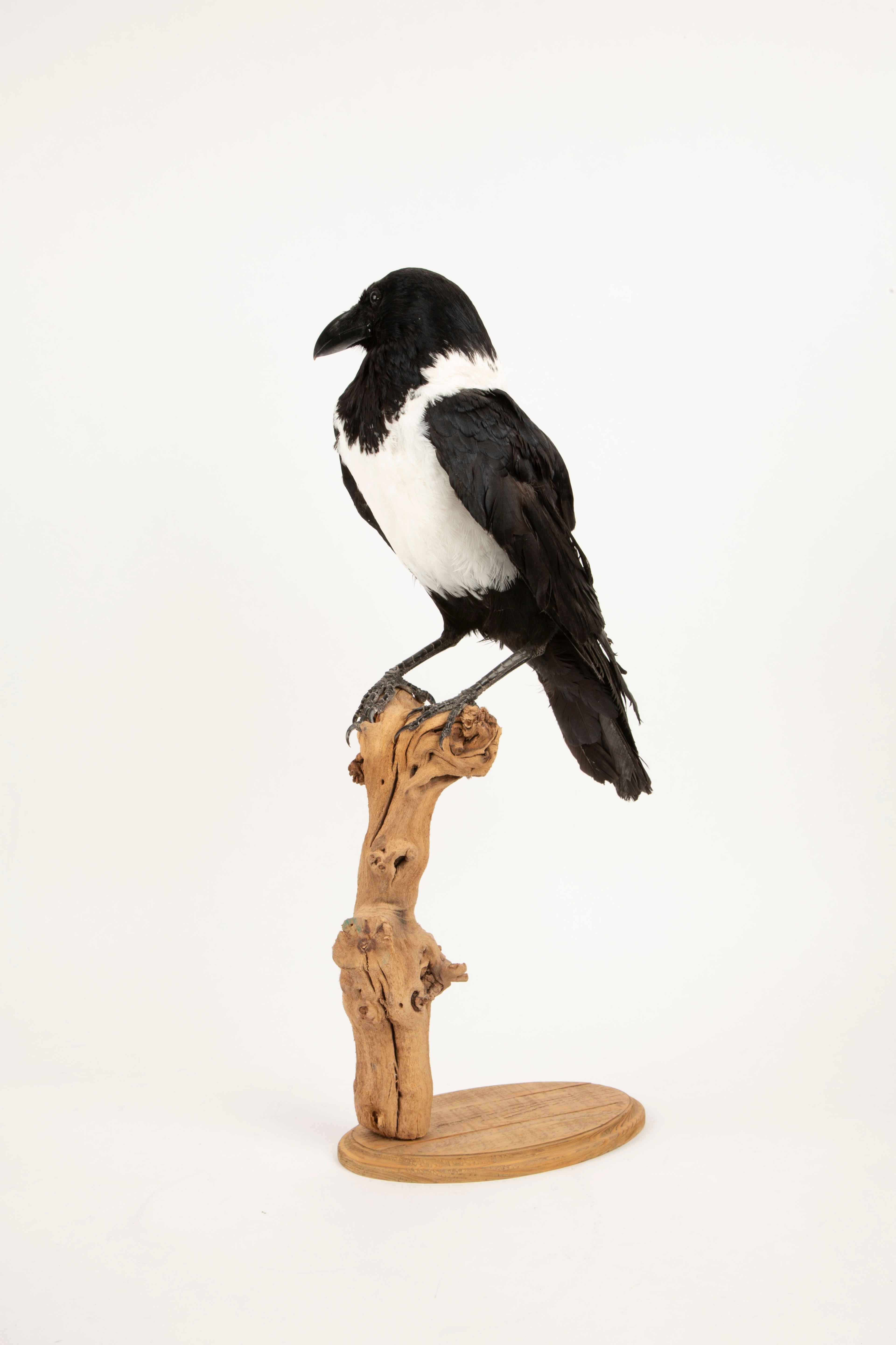 Auffällige Schönheit: montiertes Stück Crow Taxidermie-Meisterwerk (Federn) im Angebot