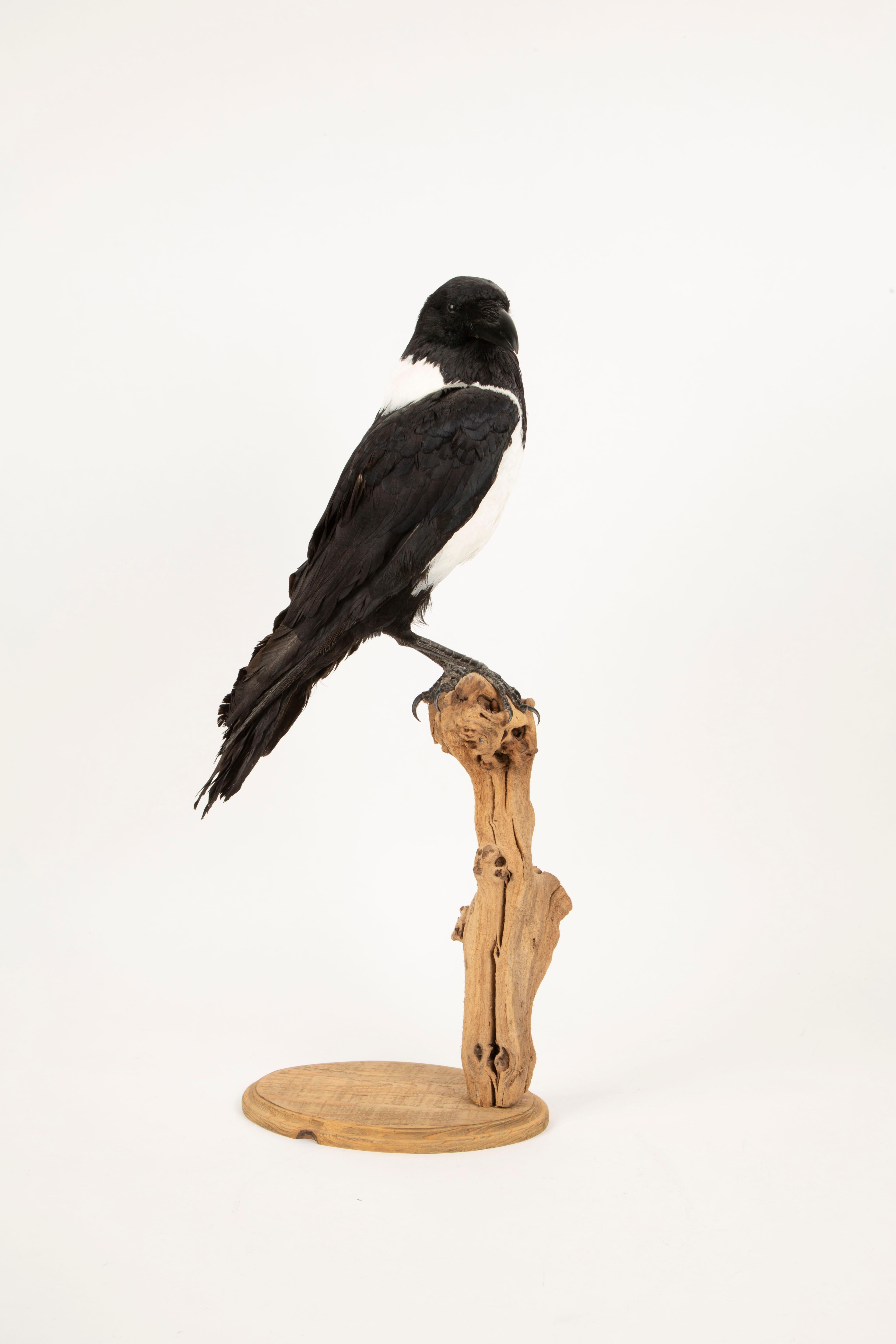 Auffällige Schönheit: montiertes Stück Crow Taxidermie-Meisterwerk im Angebot 1