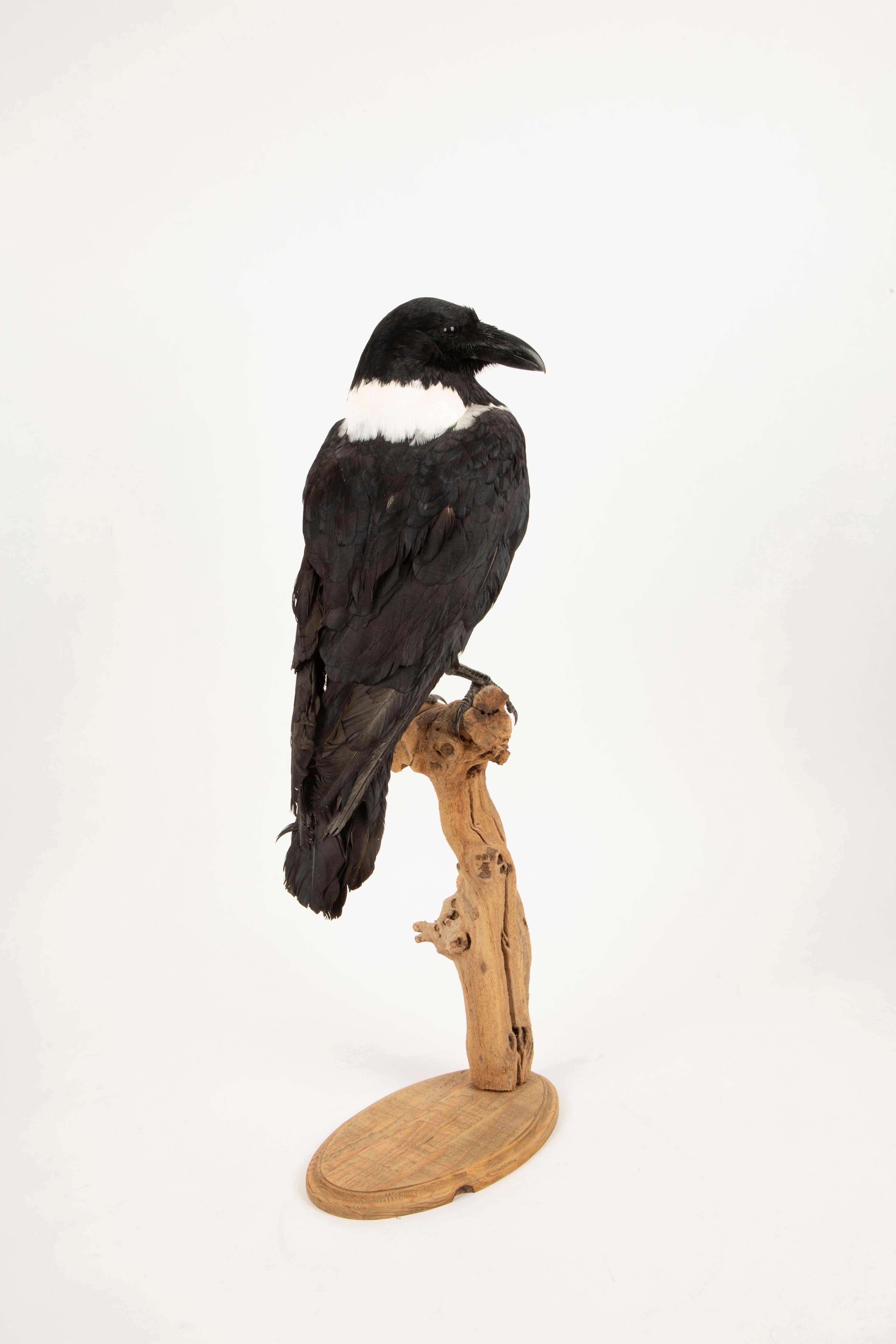Auffällige Schönheit: montiertes Stück Crow Taxidermie-Meisterwerk im Angebot 2