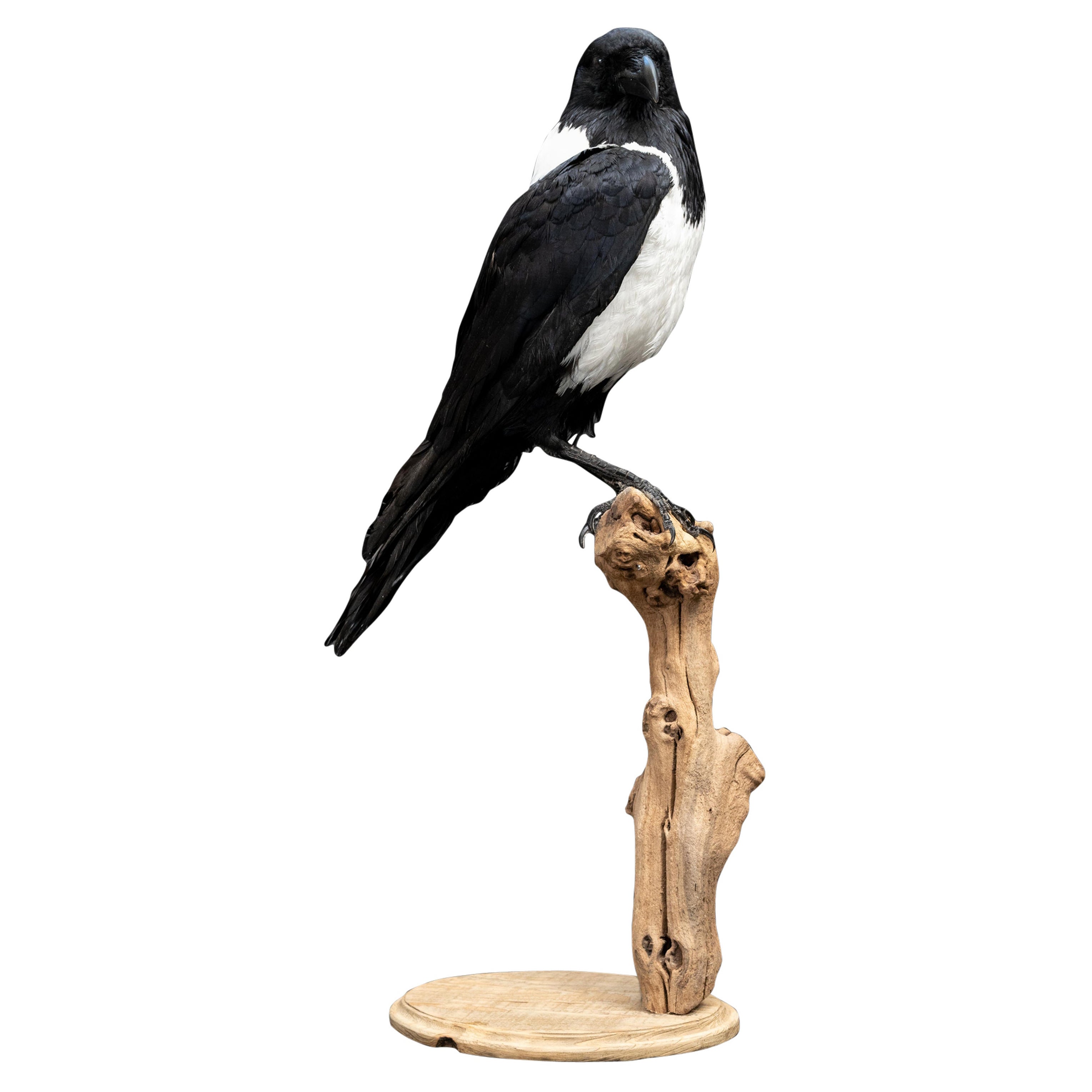 Une beauté saisissante : chef-d'œuvre de taxidermie Pied Crow monté
