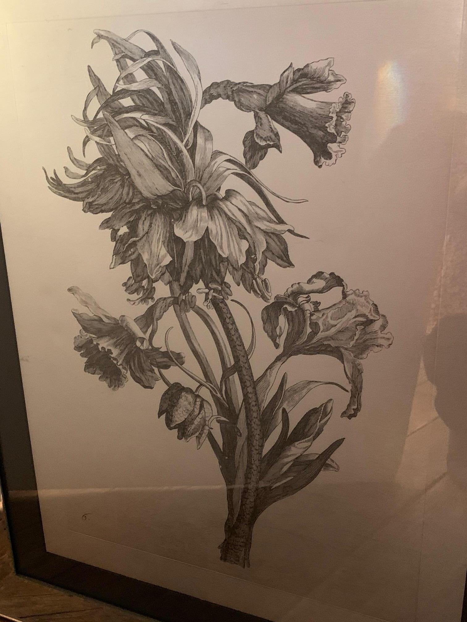 Striking Botanical Drawing Print in Flashy Mirrored Frame For Sale 4