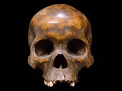 Striking Dayak Human Trophee Skull ‘Ndaokus’ from Borneo Indonesia
