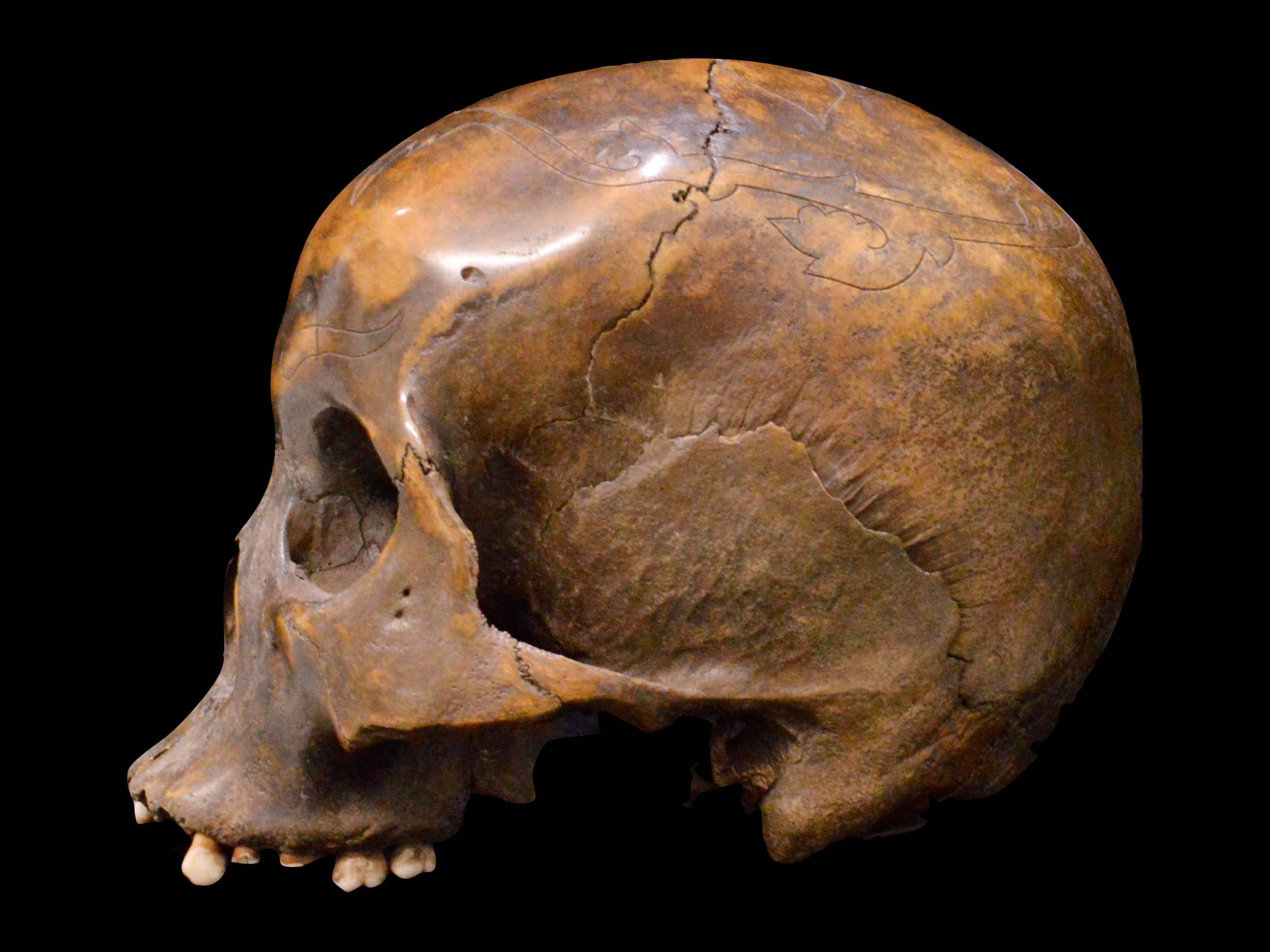 dayak skull for sale