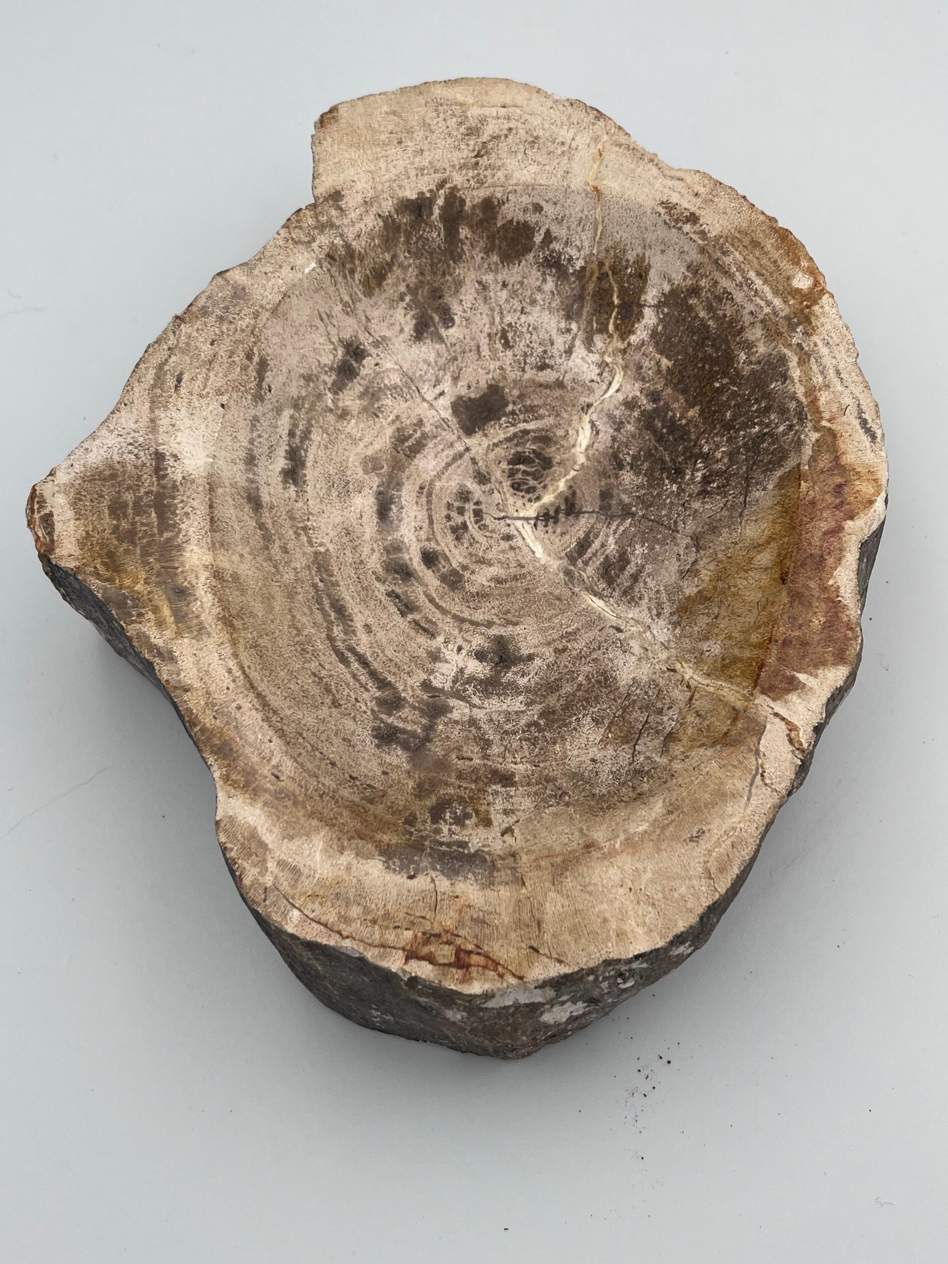Striking Prehistoric Polished Fossilized Petrified Wood Vide Poche / Ashtray For Sale 6