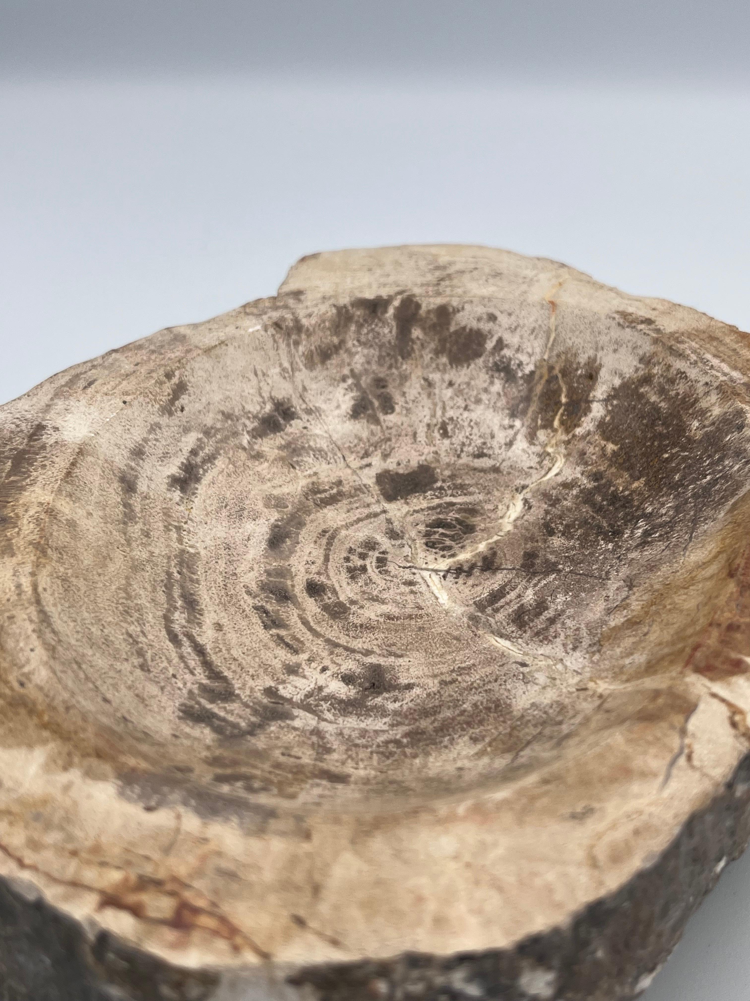 Striking Prehistoric Polished Fossilized Petrified Wood Vide Poche / Ashtray For Sale 7