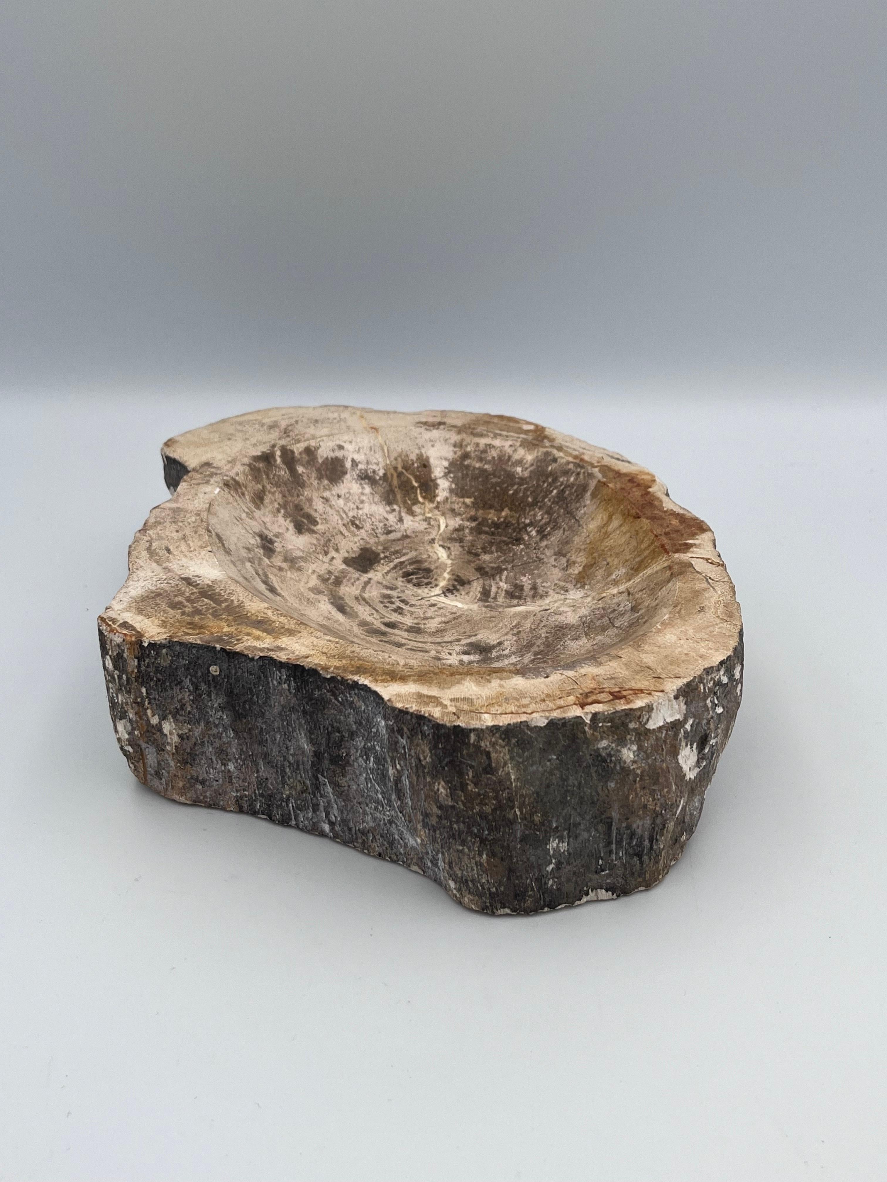 Striking Prehistoric Polished Fossilized Petrified Wood Vide Poche / Ashtray In Good Condition For Sale In Red Lion, PA