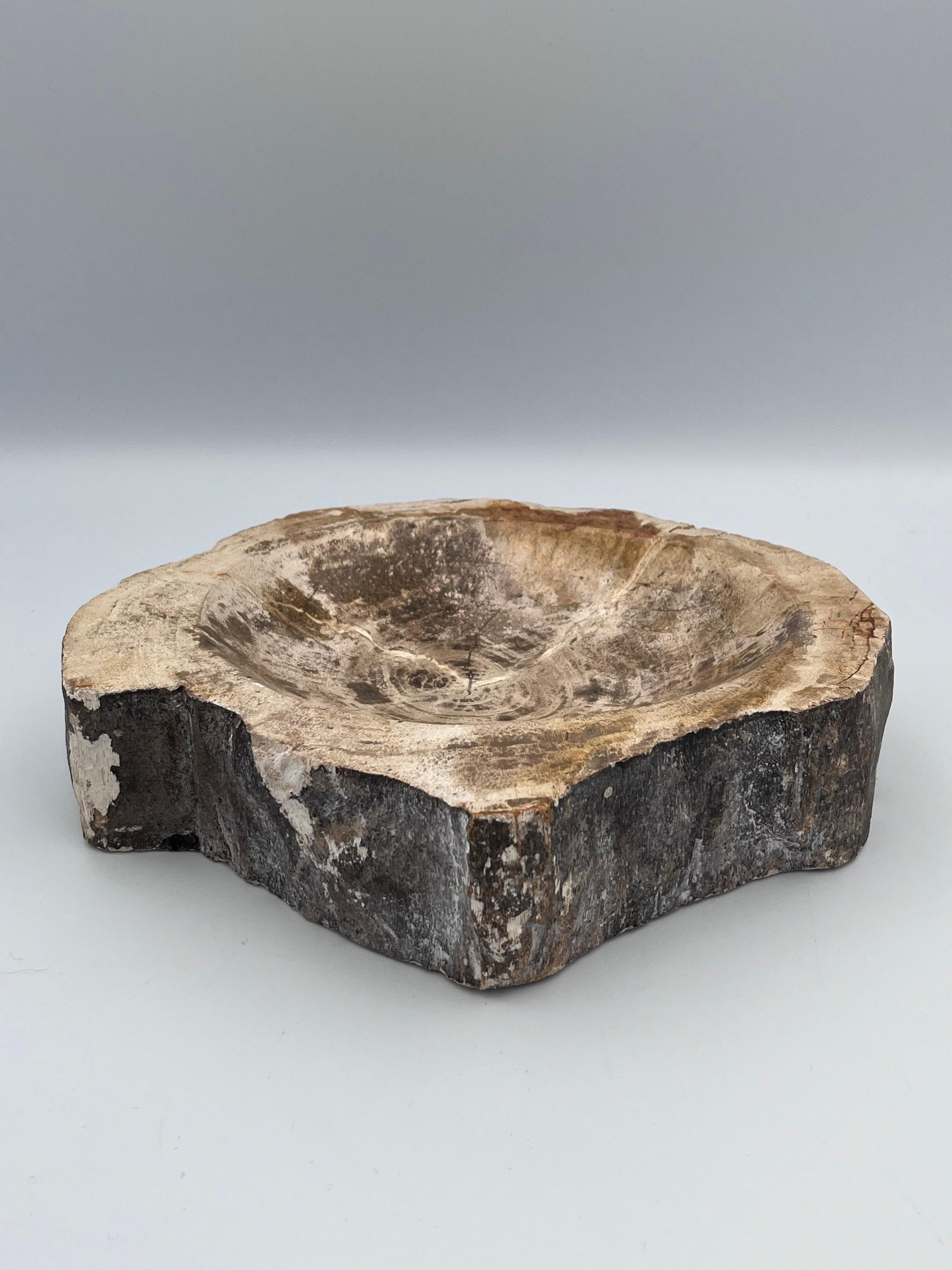 20th Century Striking Prehistoric Polished Fossilized Petrified Wood Vide Poche / Ashtray For Sale