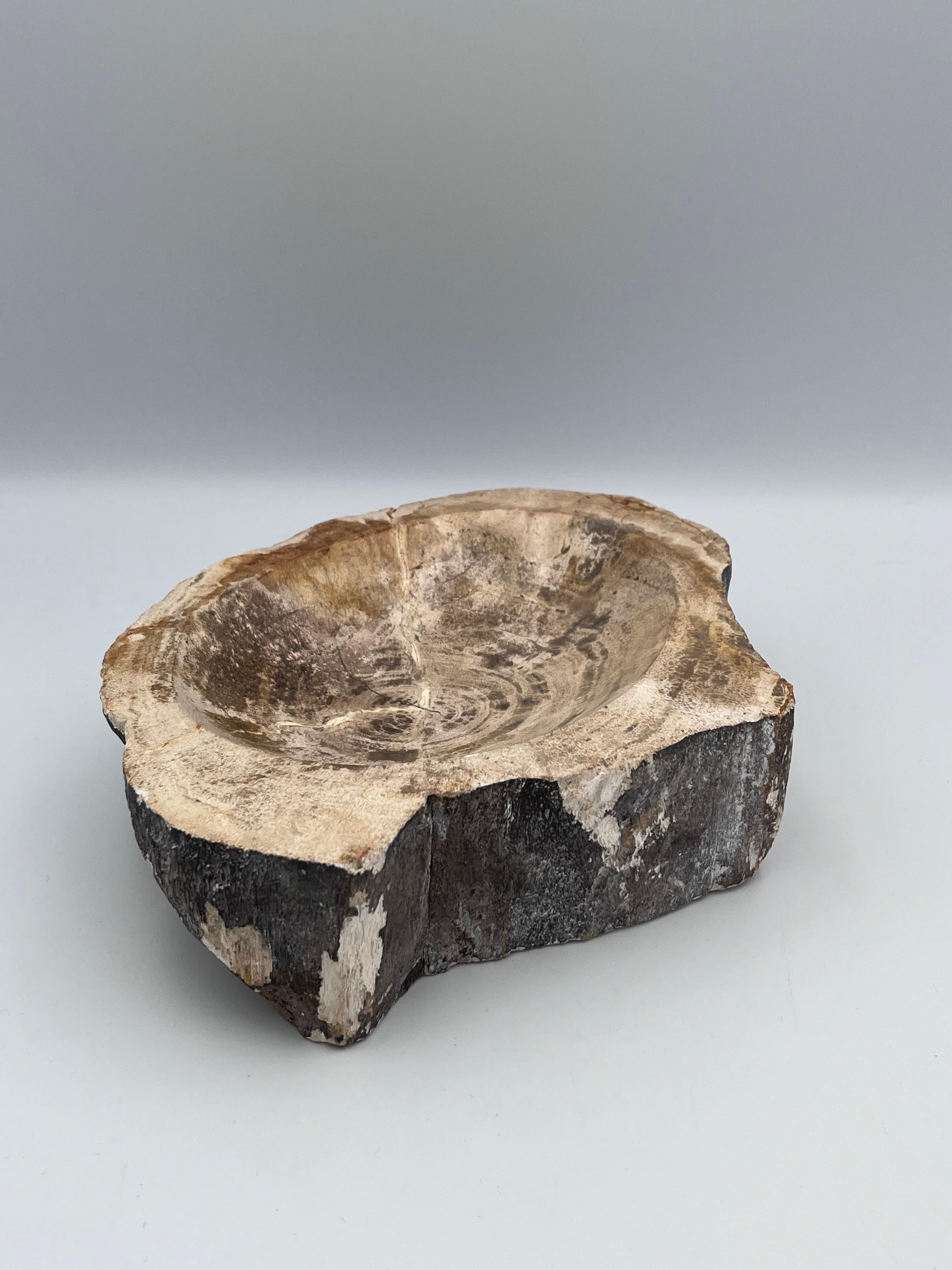 Striking Prehistoric Polished Fossilized Petrified Wood Vide Poche / Ashtray For Sale 1