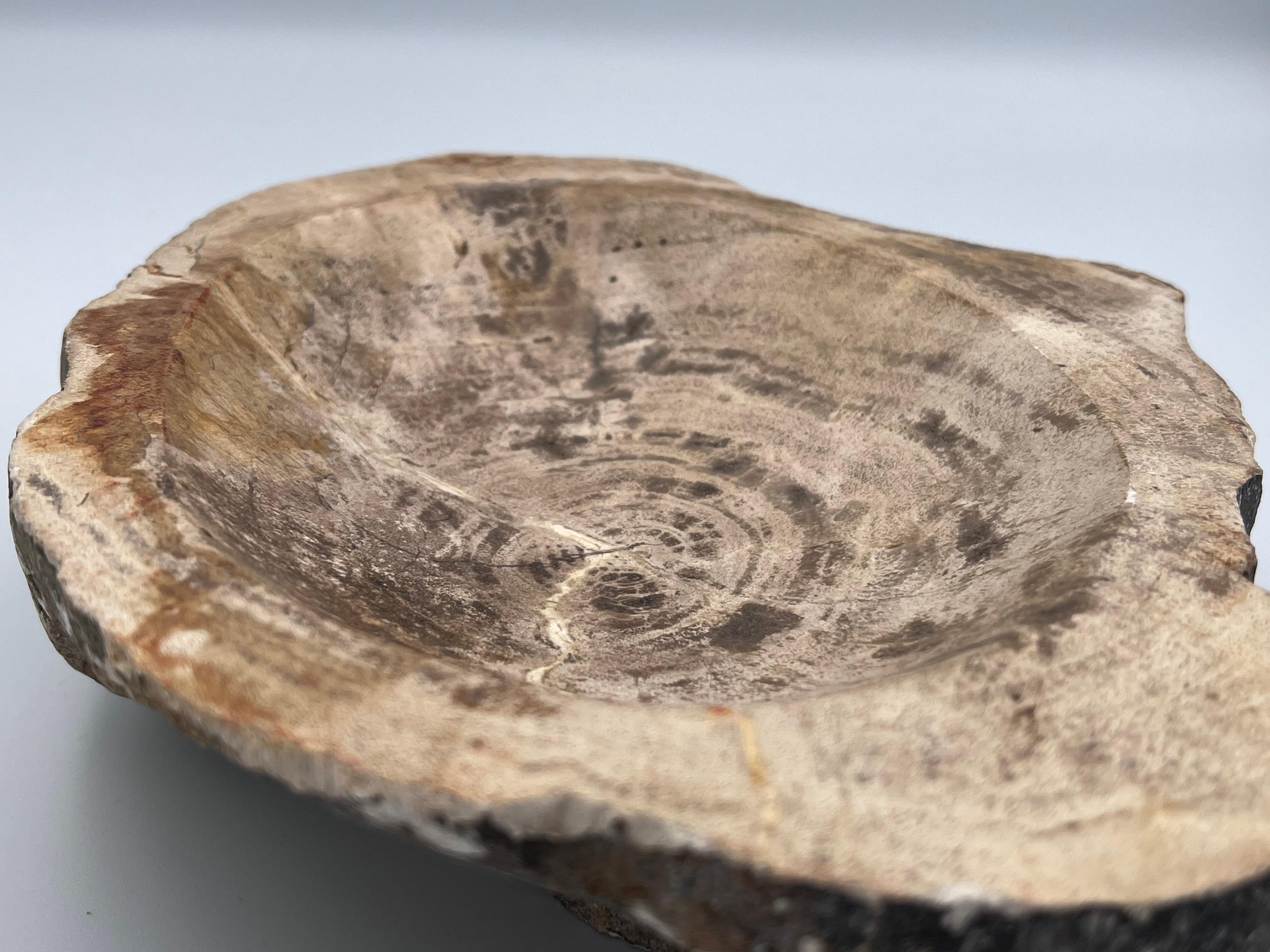 Striking Prehistoric Polished Fossilized Petrified Wood Vide Poche / Ashtray For Sale 2