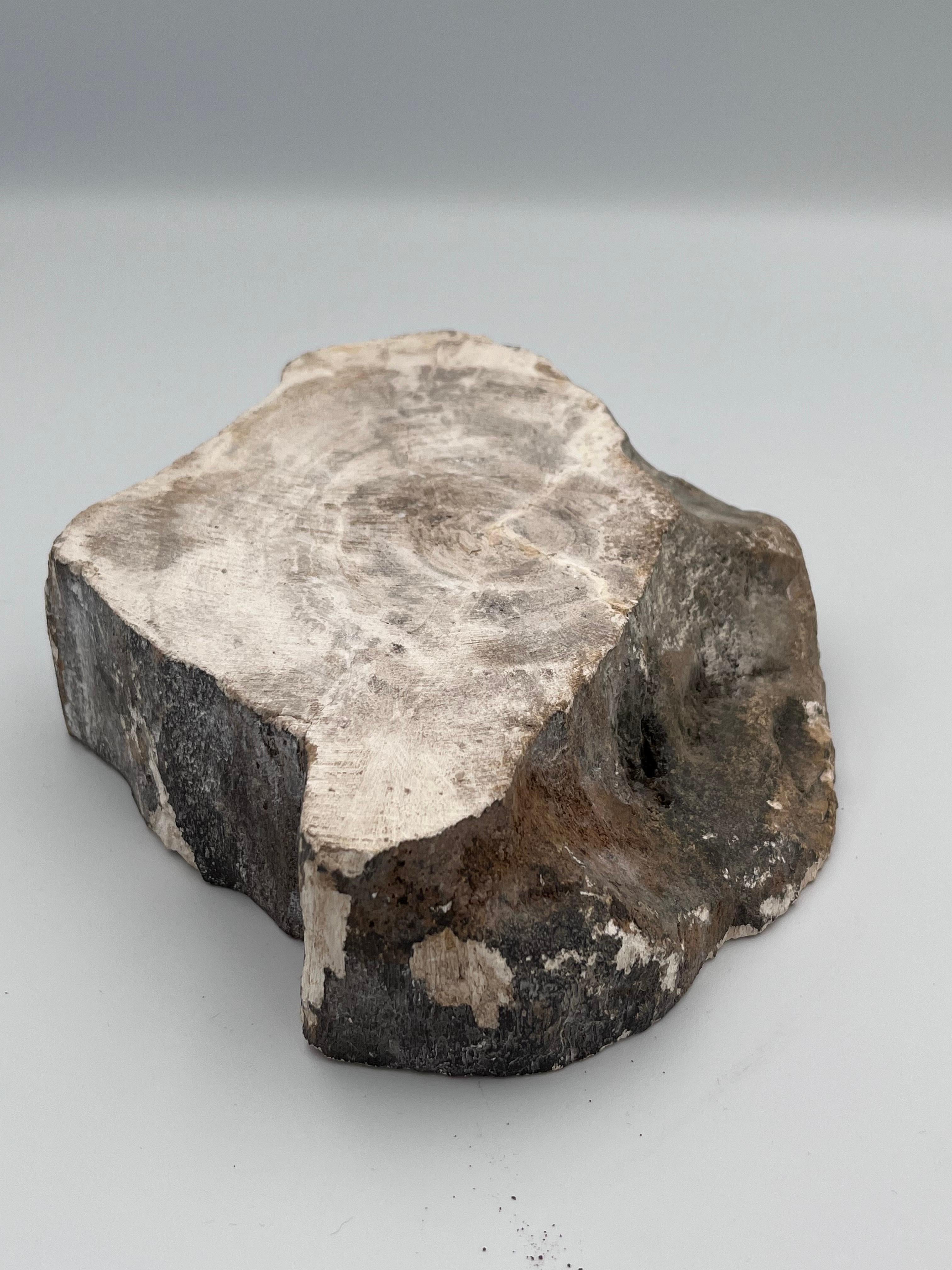 Striking Prehistoric Polished Fossilized Petrified Wood Vide Poche / Ashtray For Sale 4