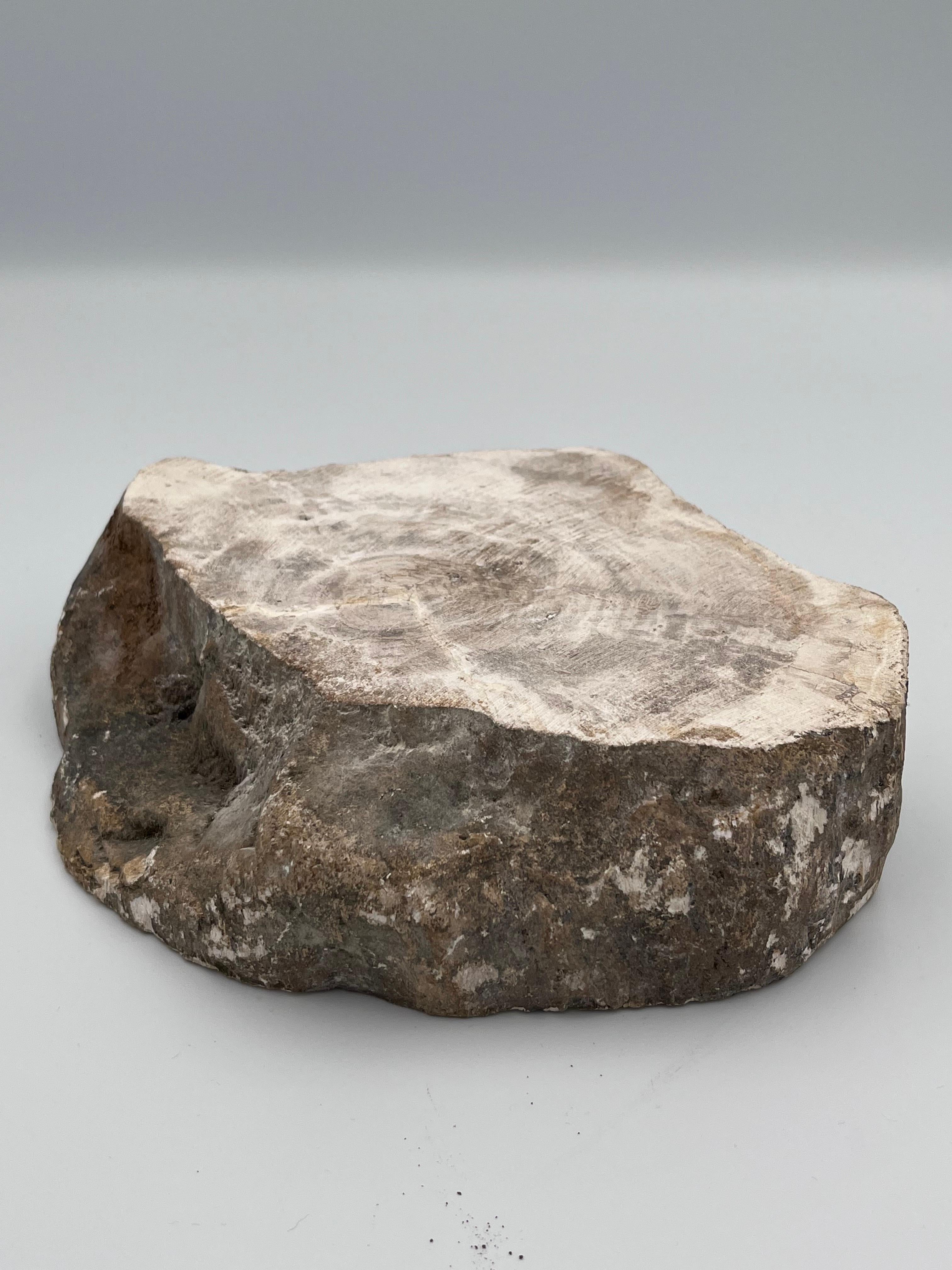 Striking Prehistoric Polished Fossilized Petrified Wood Vide Poche / Ashtray For Sale 5