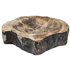 Vide Poche / Cendrier préhistorique en Wood Wood pétrifié fossilisé et poli