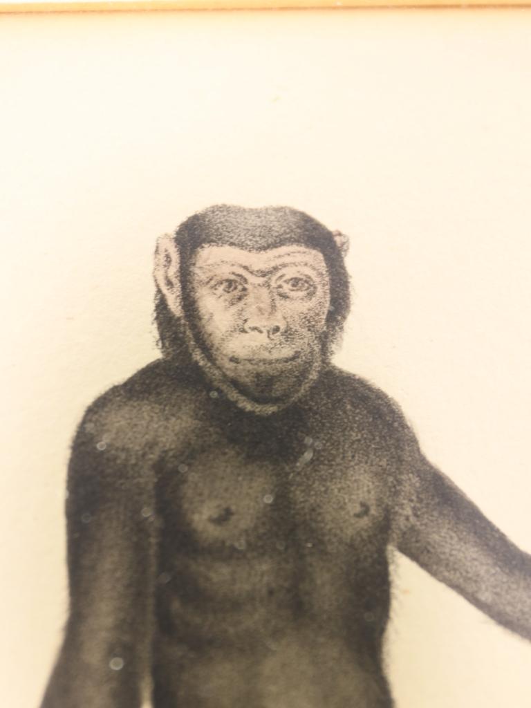 Striking Triptych of 19th-Century Hand-Coloured Zoological Lithographs For Sale 4