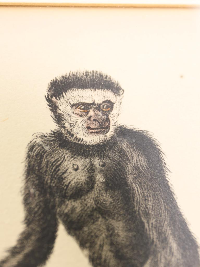 Striking Triptych of 19th-Century Hand-Coloured Zoological Lithographs For Sale 5