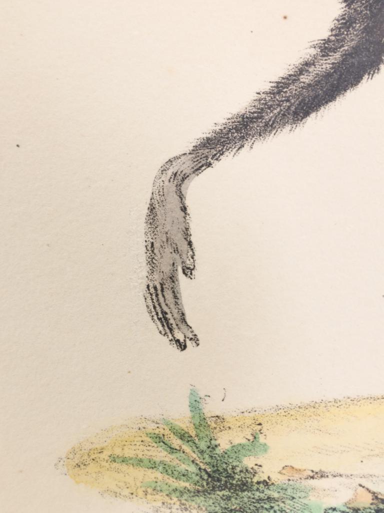 Striking Triptych of 19th-Century Hand-Coloured Zoological Lithographs For Sale 6