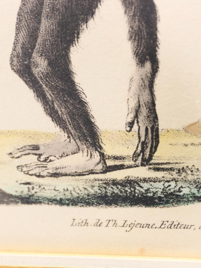 Striking Triptych of 19th-Century Hand-Coloured Zoological Lithographs For Sale 7