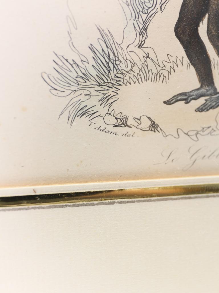 Striking Triptych of 19th-Century Hand-Coloured Zoological Lithographs For Sale 9