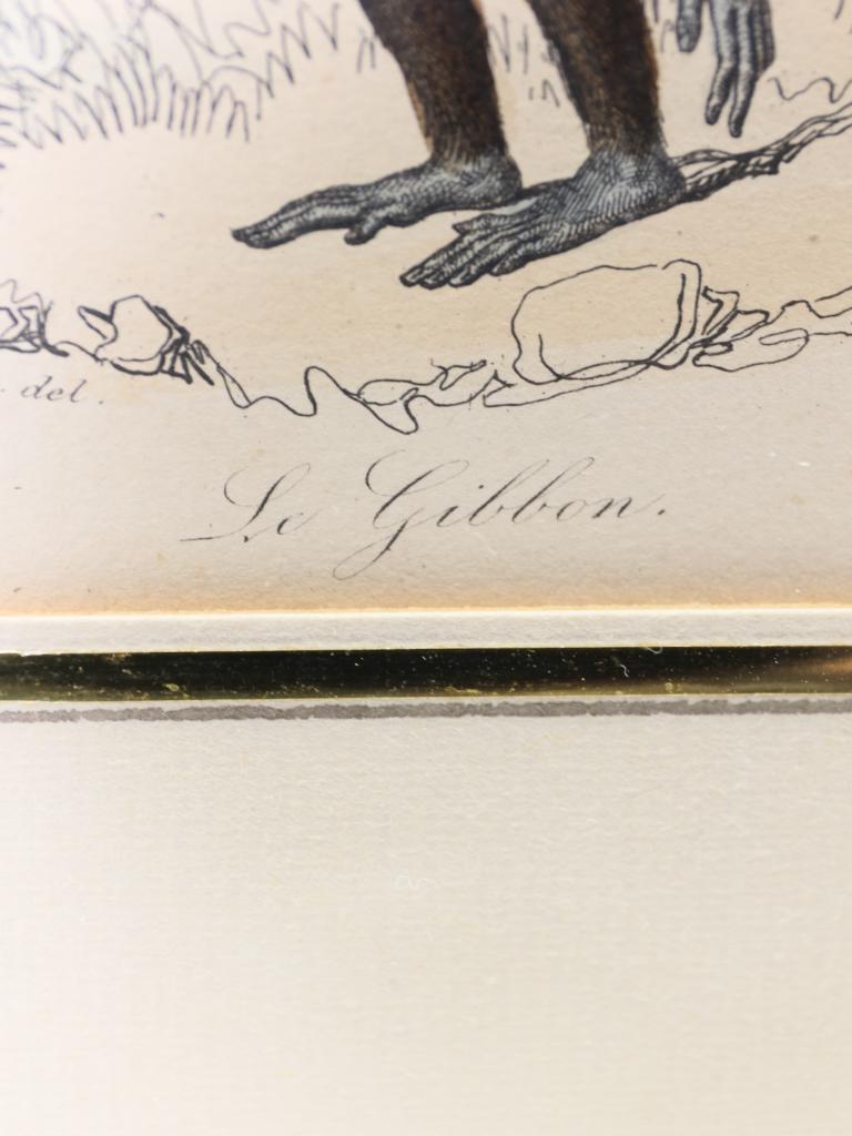 Striking Triptych of 19th-Century Hand-Coloured Zoological Lithographs For Sale 10