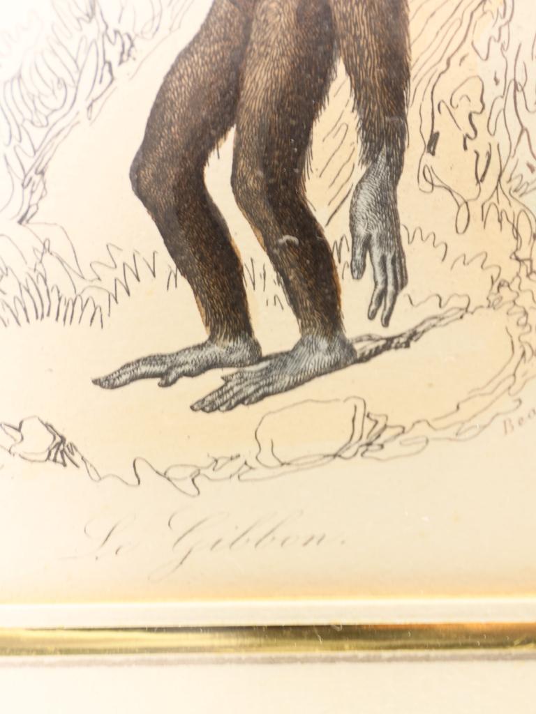 Striking Triptych of 19th-Century Hand-Coloured Zoological Lithographs For Sale 11