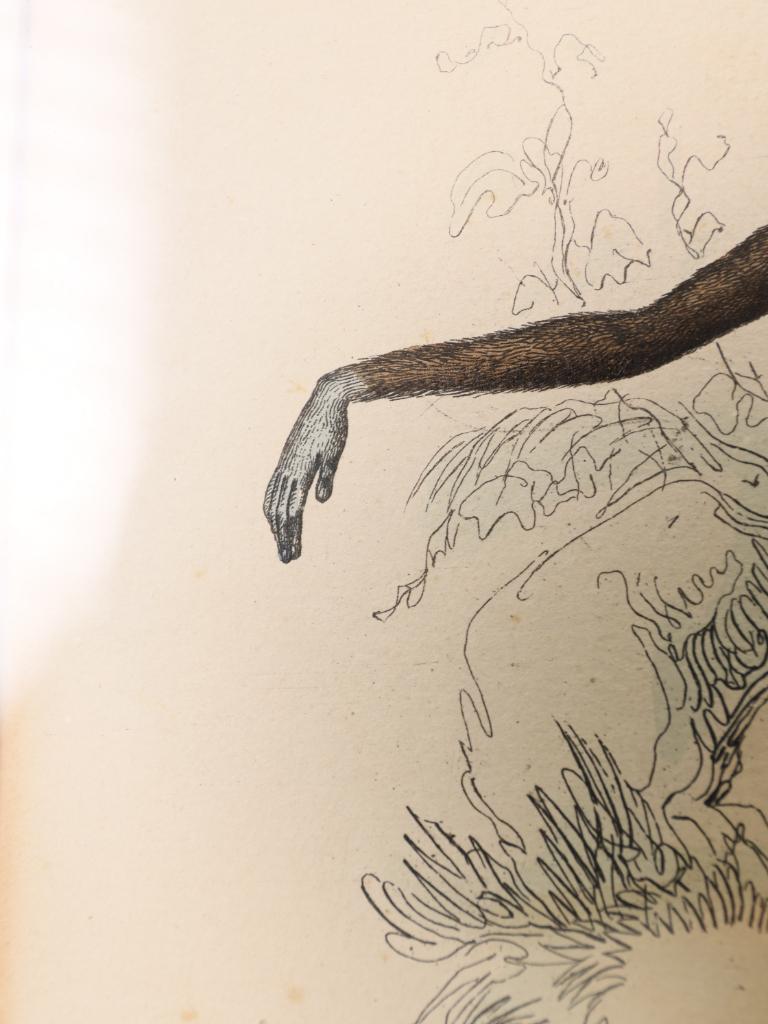 Striking Triptych of 19th-Century Hand-Coloured Zoological Lithographs For Sale 12