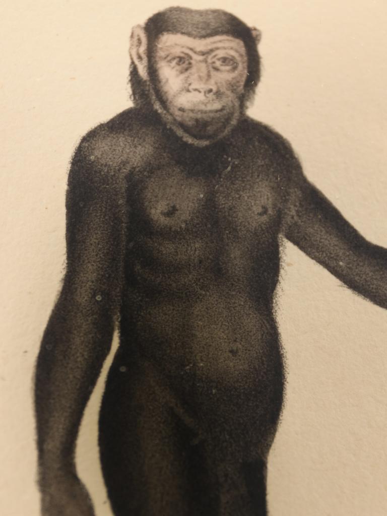 Striking Triptych of 19th-Century Hand-Coloured Zoological Lithographs For Sale 13