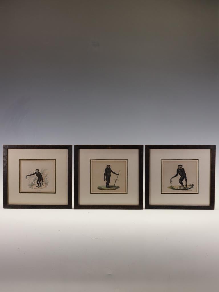 A Rare and Striking Triptych of 19th-Century Hand-Coloured Zoological Lithographs: Exotic Primates
By K. Adam (Delineator) and Beaupré (Lithographer) Published by Th. Lejeune, Editeur, à Bruxelles, circa 1840-1860
A truly exceptional and scarce set