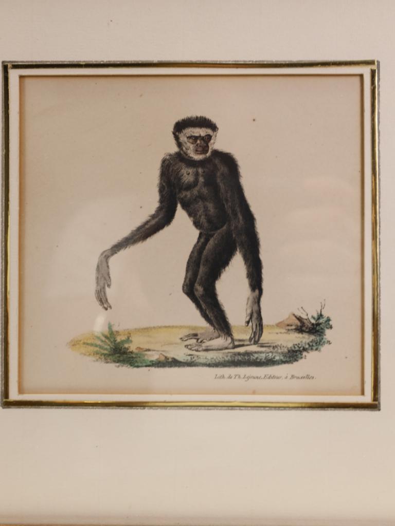 Hand-Painted Striking Triptych of 19th-Century Hand-Coloured Zoological Lithographs For Sale