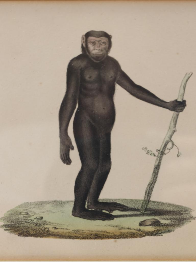 Striking Triptych of 19th-Century Hand-Coloured Zoological Lithographs In Good Condition For Sale In Lincoln, GB