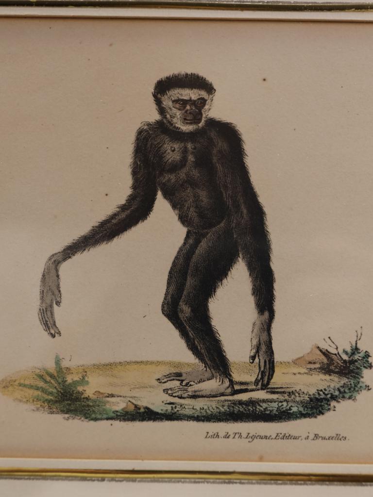 19th Century Striking Triptych of 19th-Century Hand-Coloured Zoological Lithographs For Sale