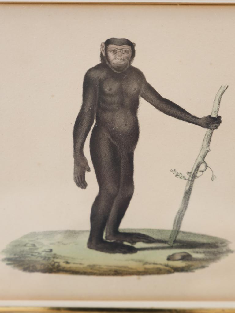 Paper Striking Triptych of 19th-Century Hand-Coloured Zoological Lithographs For Sale