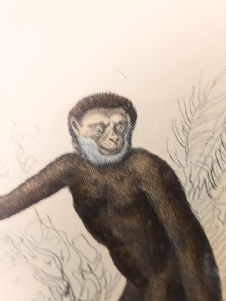 Striking Triptych of 19th-Century Hand-Coloured Zoological Lithographs For Sale 2