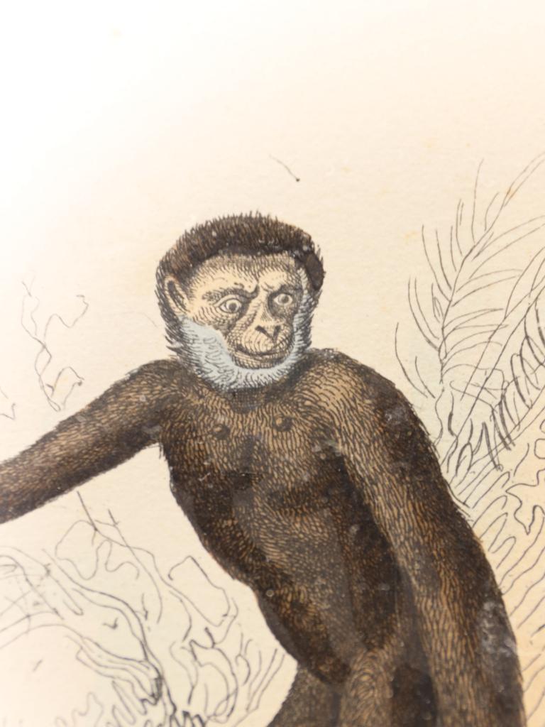 Striking Triptych of 19th-Century Hand-Coloured Zoological Lithographs For Sale 3