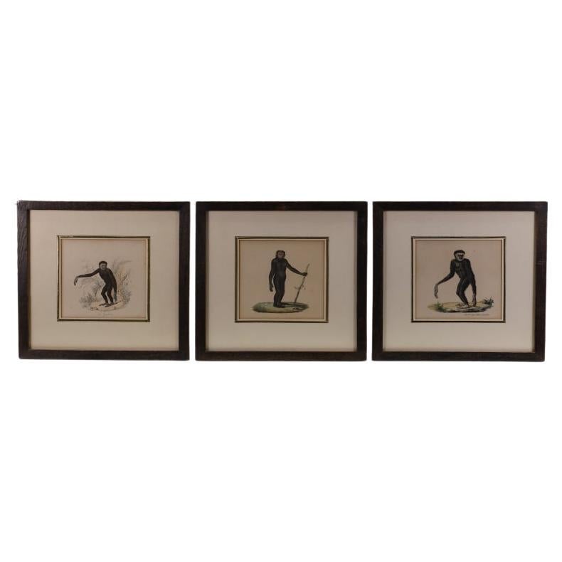 Striking Triptych of 19th-Century Hand-Coloured Zoological Lithographs