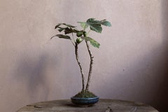 Fico a strisce di Yumiko Kuwahata / Bonsai / wabi-sabi